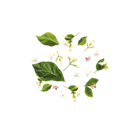 tea-300x300_1115616391