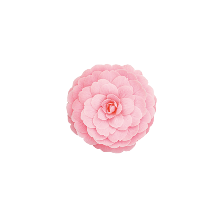 tsubaki-300x300_56472087